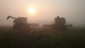 Harvest Fog